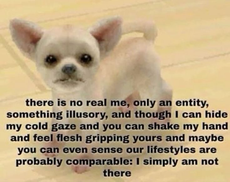 chihuahua nintendog captioned with the american psycho opening monologue.