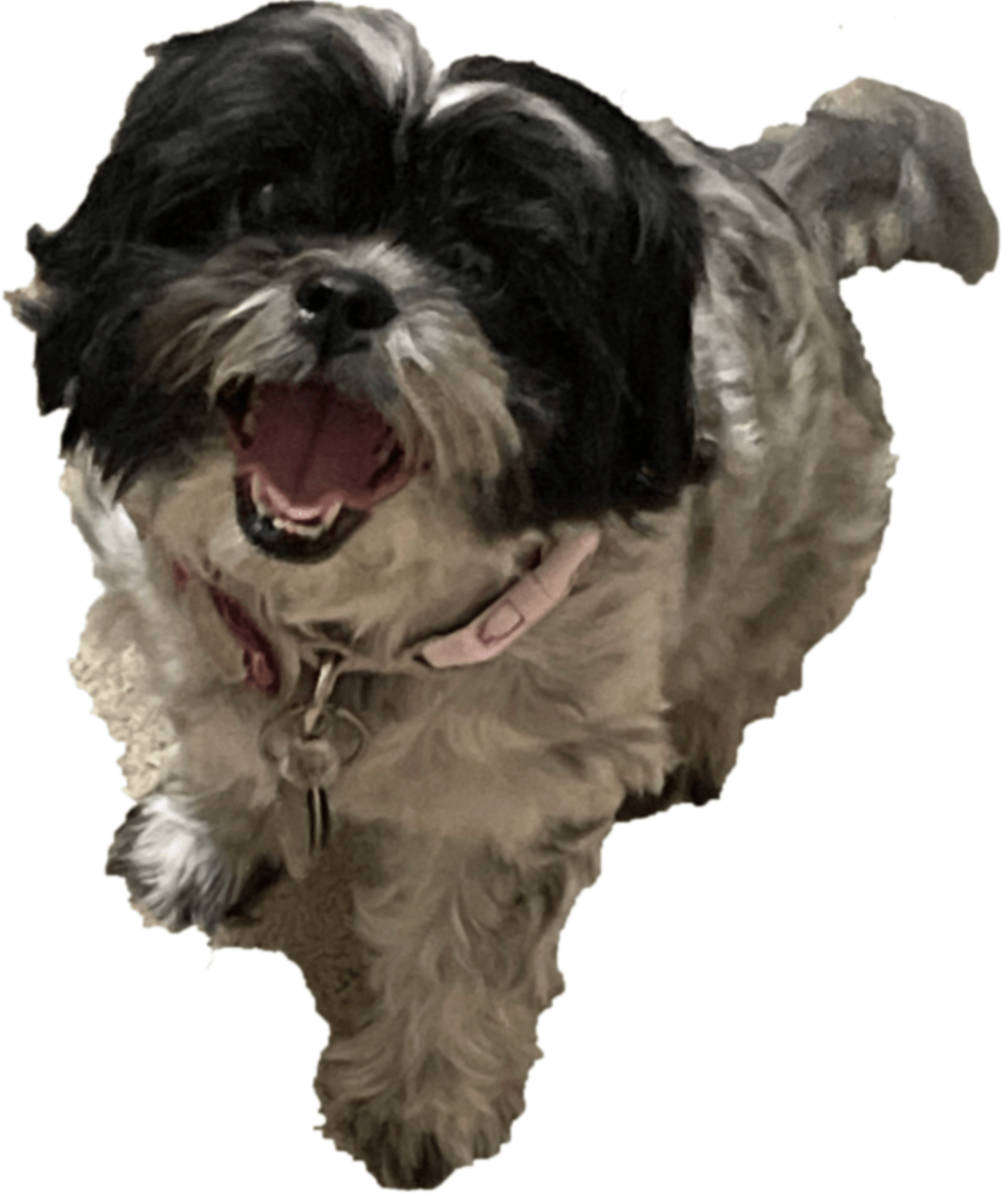 a large picture of a fat and fluffy black-and-white shih tzu with a puppy cut. she has a white and black flecked body and a black head, with a small white puff of fur on her forehead. she appears to be smiling at the camera, her mouth open to reveal an underbite and a pink tongue. the cursor changes to a hand when the image is hovered over.