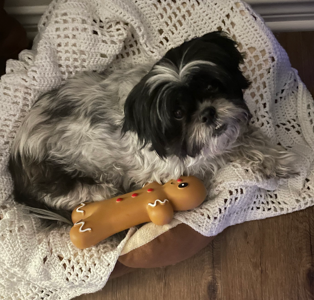 black and white shih tzu curled up in a dog bed with a white blanket and a toy in the shape of a gingerbread man