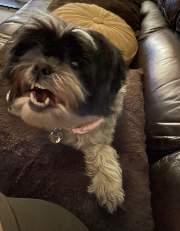 the shih tzu sitting on a brown leather couch, her face up to the camera with her teeth bared mid-bark.
