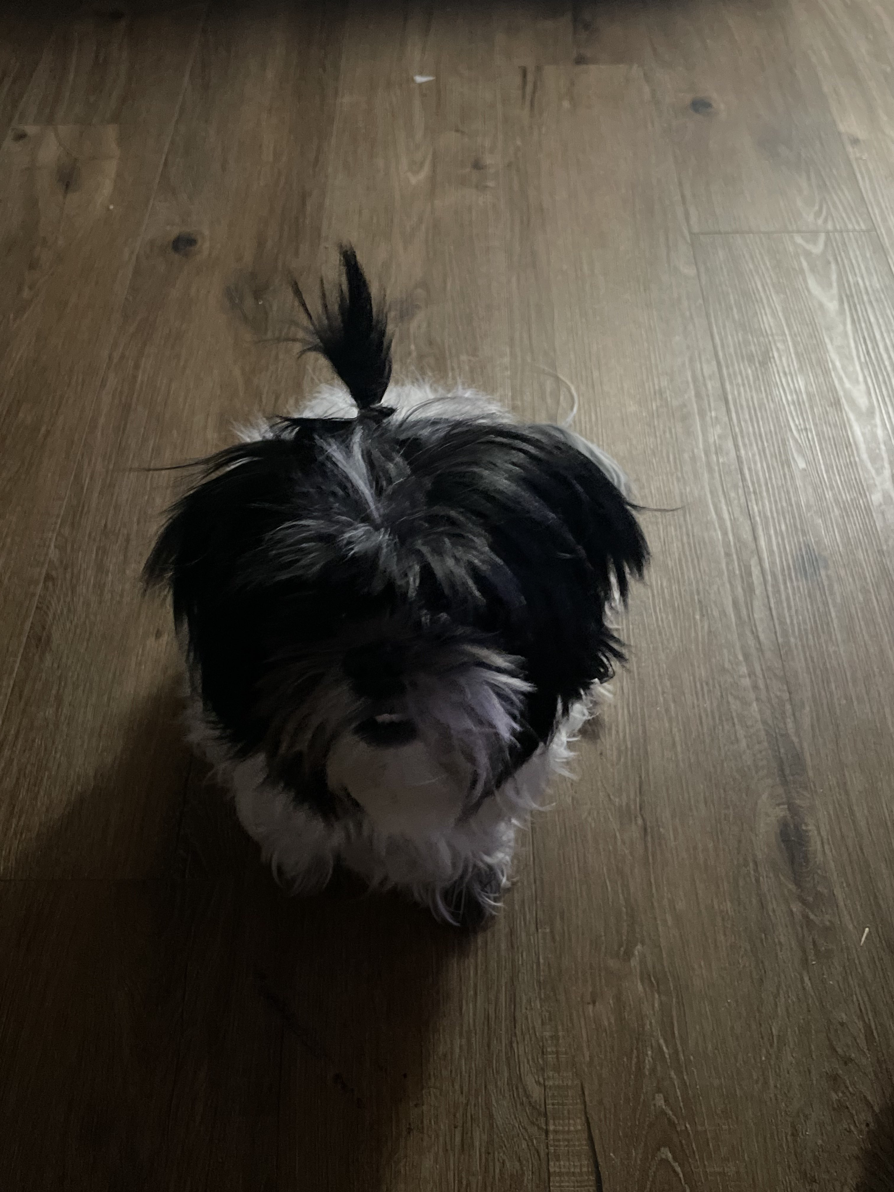 a dark photo of a shaggy black-and-white shih tzu. she is illuminated from the back and casts a long shadow. her hair is pulled up in a tiny sprig on the top of her head.