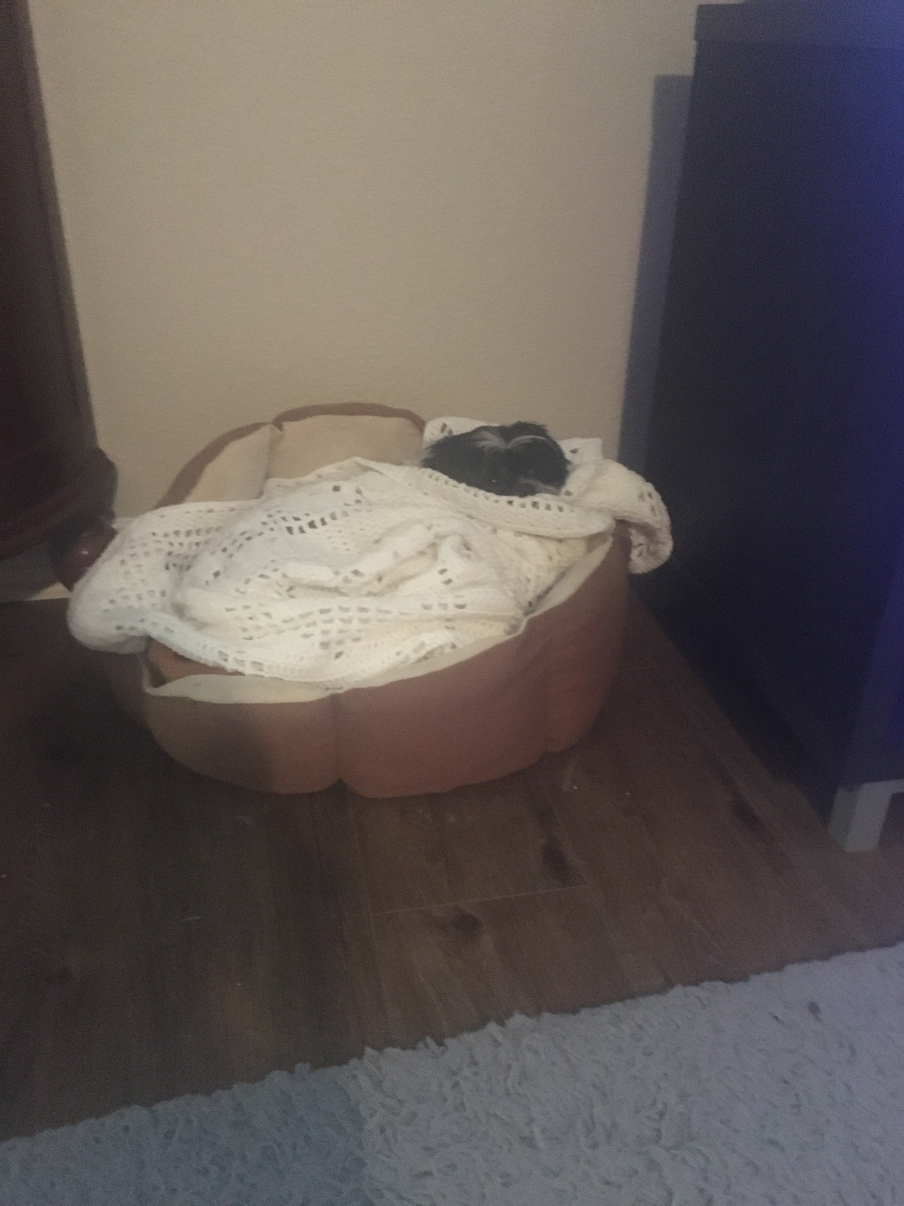 shih tzu in her bed, covered entirely by a white blanket except for a small black spot where her head is visible.