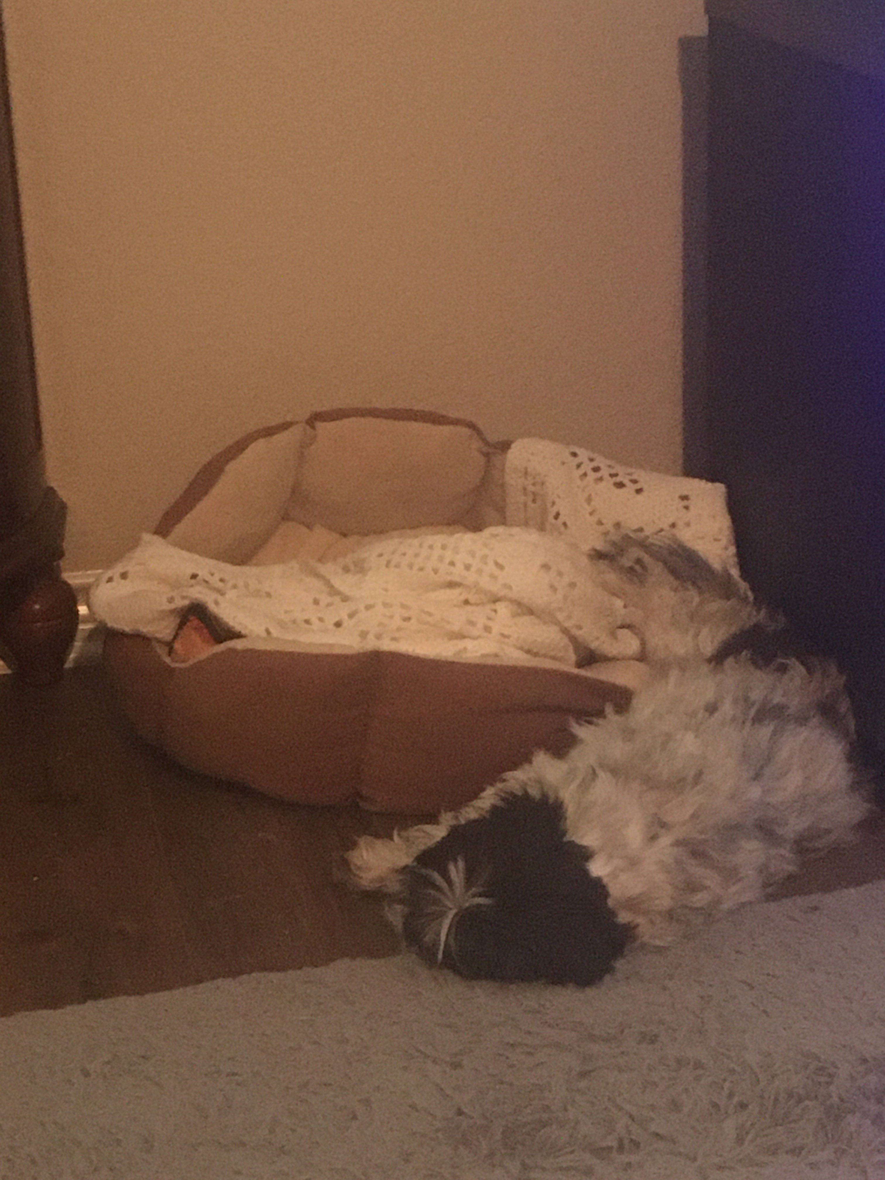 the same dog in the same location moments later, laying down outside of her bed