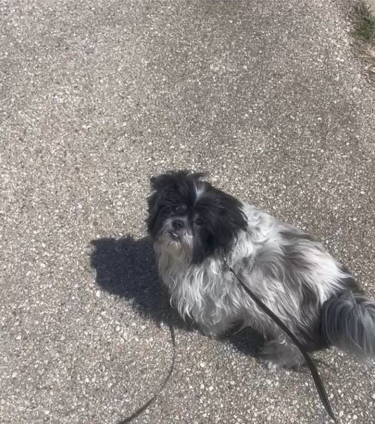 black and white shih tzu standing on cement on a leash