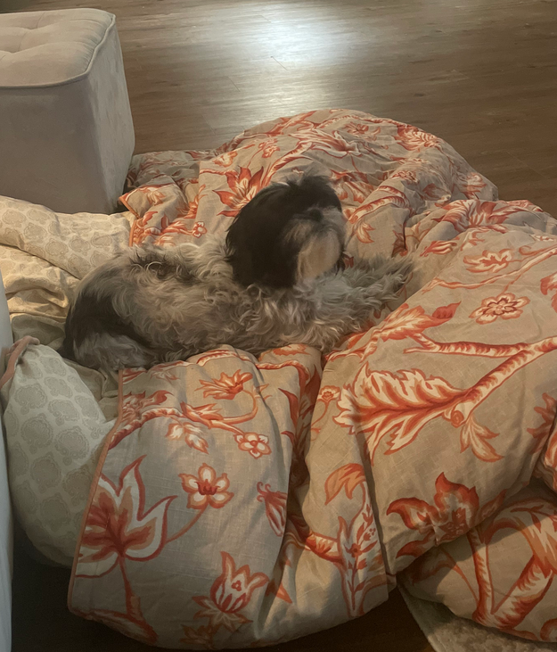 same shih tzu laying on a coral-and-beige comforter that is three times her size and appears to be very cushioned