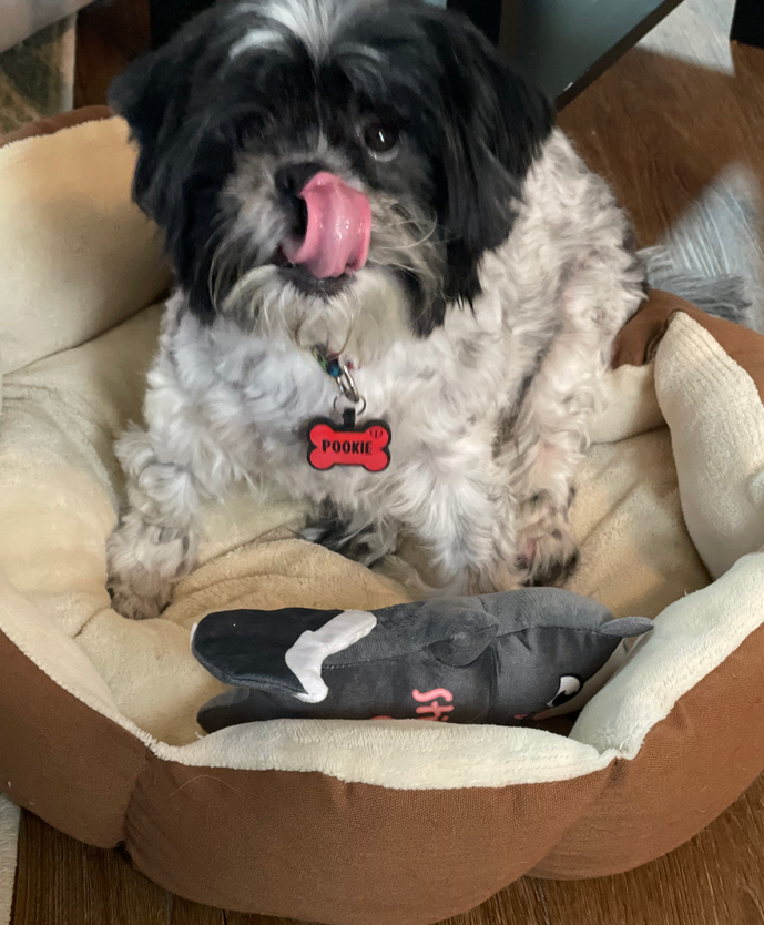 black and white shih tzu in a beige and brown bed. her name tag is a red bone that reads 'POOKIE.' the light glints off her eyes as she looks into the camera and licks her nose with a pink tongue
