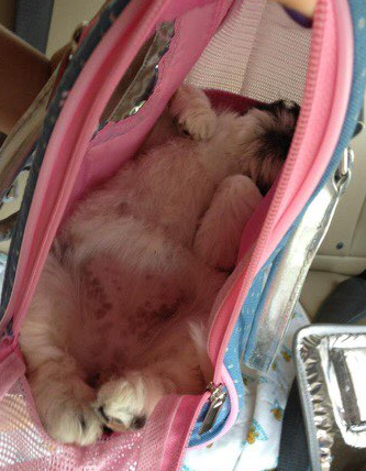 a pudgy, fat toddler of a puppy laying tummy-up in a pink-lined purse-shaped faux dog carrier for toys