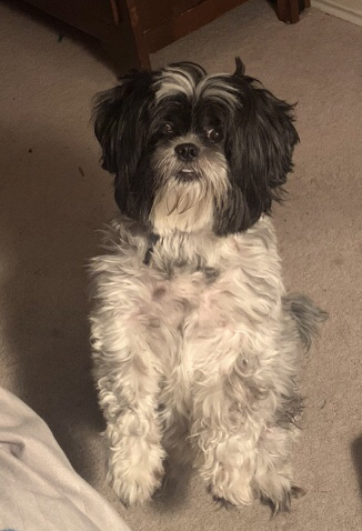 black and white shih tzu with many black speckles sitting on her hind legs and facing the camera, looking up at the viewer with a wall-eyed stare