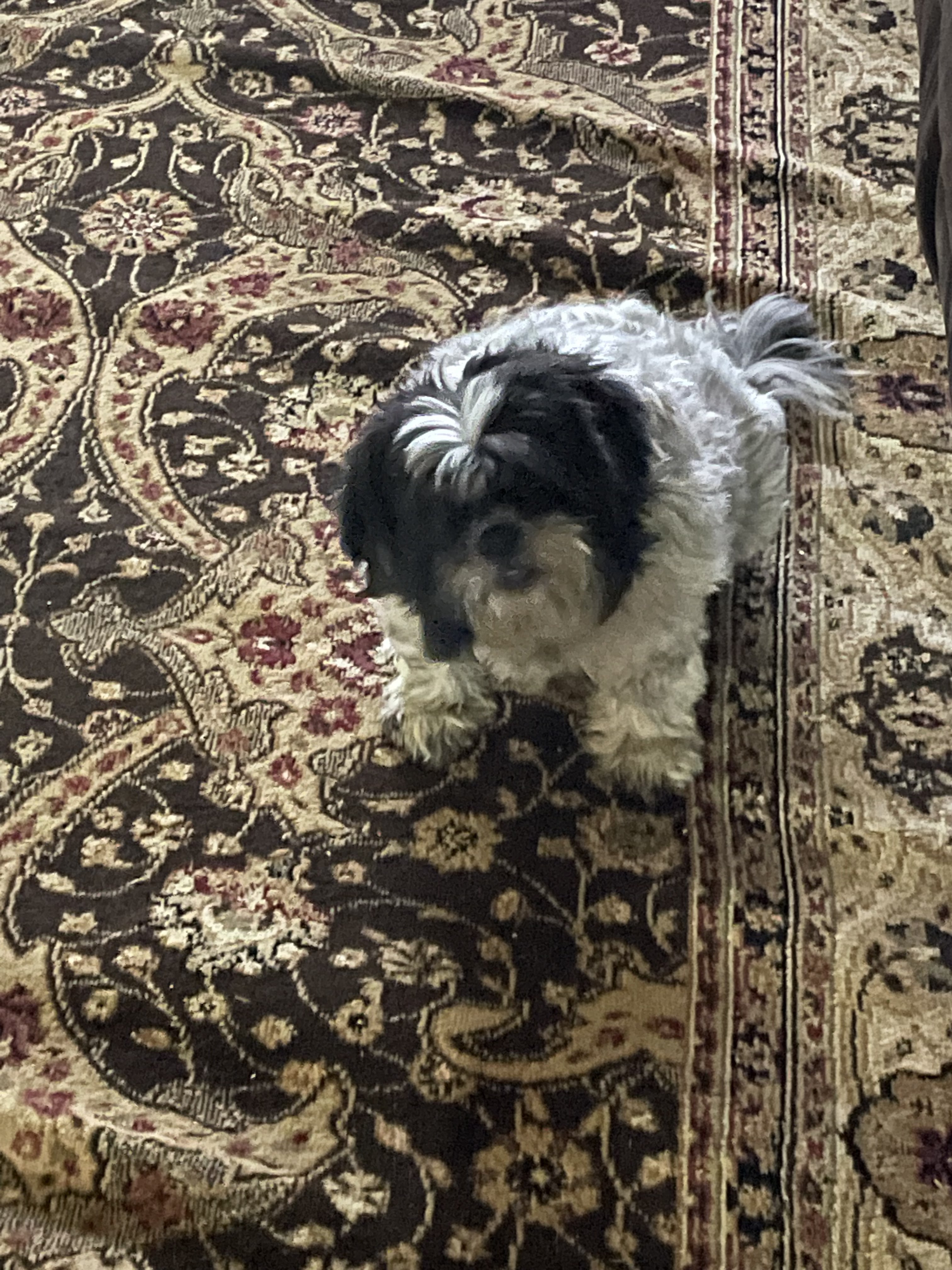 very fuzzy and unkempt shih tzu sitting on a rumpled carpet and looking at the camera. you cannot see her eyes because her head is so dark.