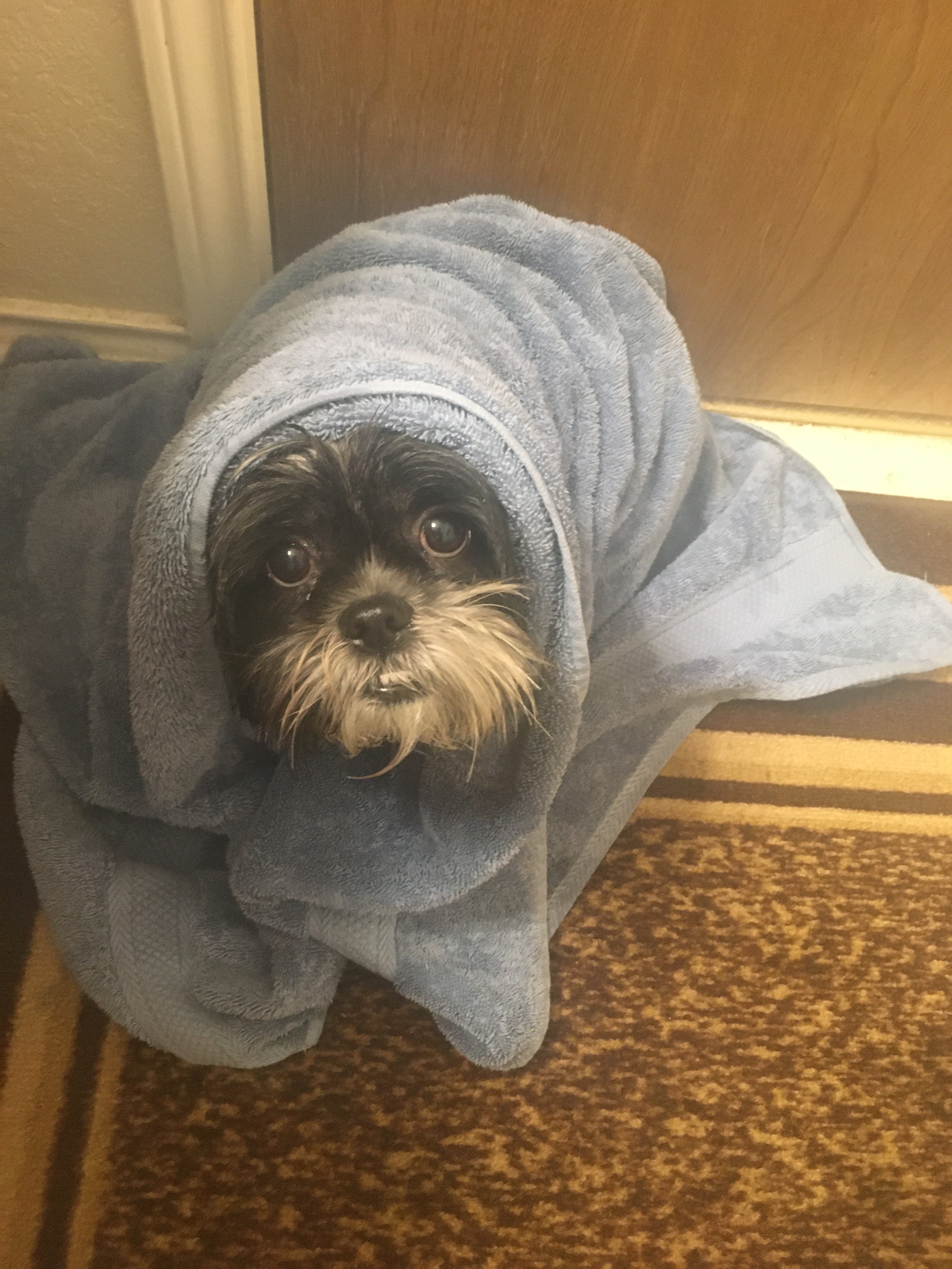 the shih tzu is wrapped in a blue towel sitting on a rug against a wall. only her face is visible, with a wet and unkempt mustache, a small nose, and two sad-looking eyes.