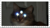 three-eyed cat with eyeshine