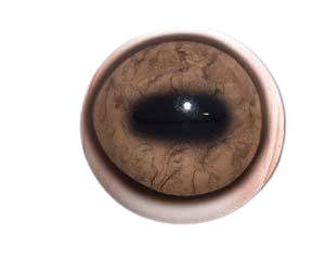 eyeball model with oblong pupil