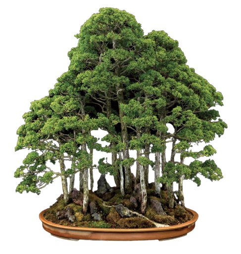 small bonsai forest