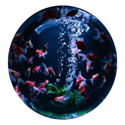 orb in the shape of an aquarium filled with koi