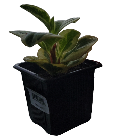 small plant in a disposable cup